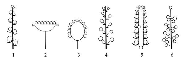 Задача к ЕГЭ по биологии на тему «Ботаника» №743