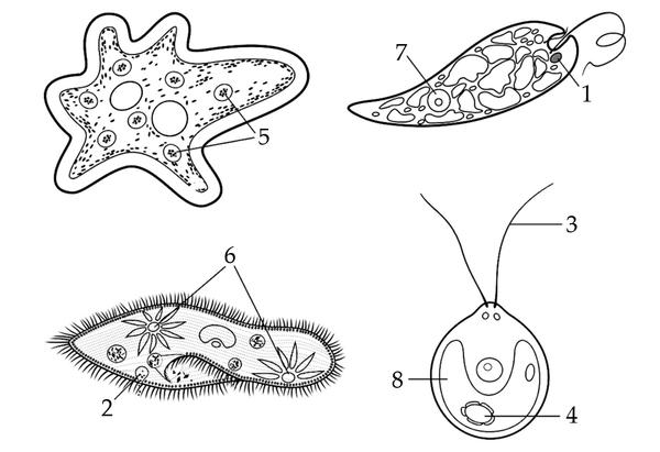 Задача к ЕГЭ по биологии на тему «Зоология» №387