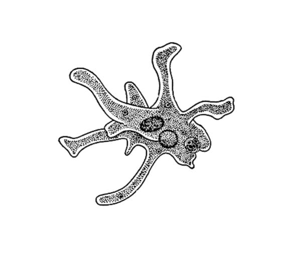 Задача к ЕГЭ по биологии на тему «Простейшие» №25