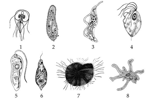 Задача к ЕГЭ по биологии на тему «Зоология» №389
