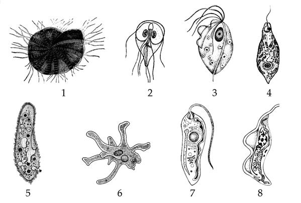 Задача к ЕГЭ по биологии на тему «Зоология» №392