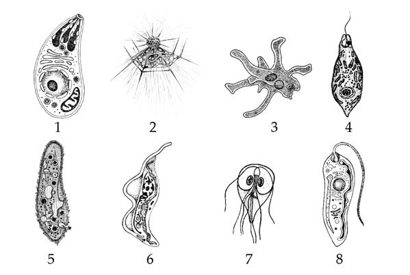 Задача к ЕГЭ по биологии на тему «Зоология» №393