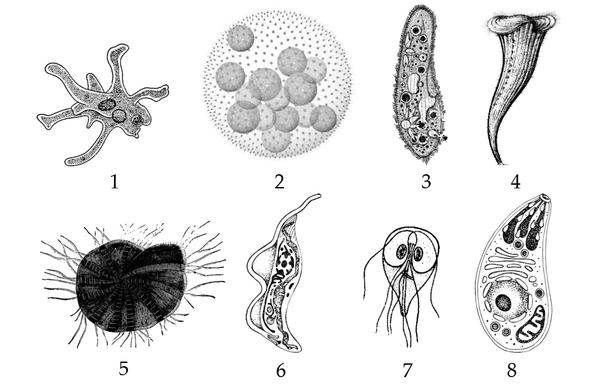 Задача к ЕГЭ по биологии на тему «Зоология» №395