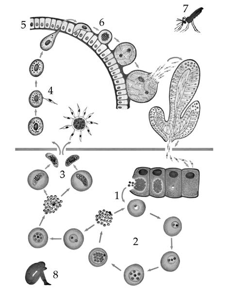 Задача к ЕГЭ по биологии на тему «Жизненные циклы» №38