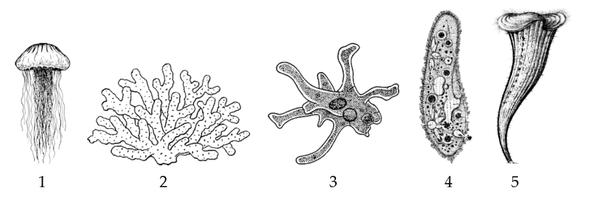 Задача к ЕГЭ по биологии на тему «Зоология» №398