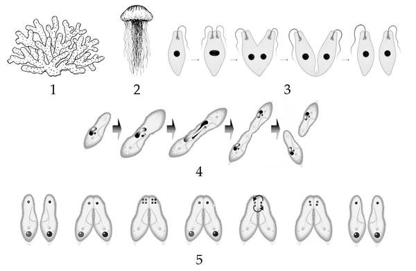 Задача к ЕГЭ по биологии на тему «Зоология» №400