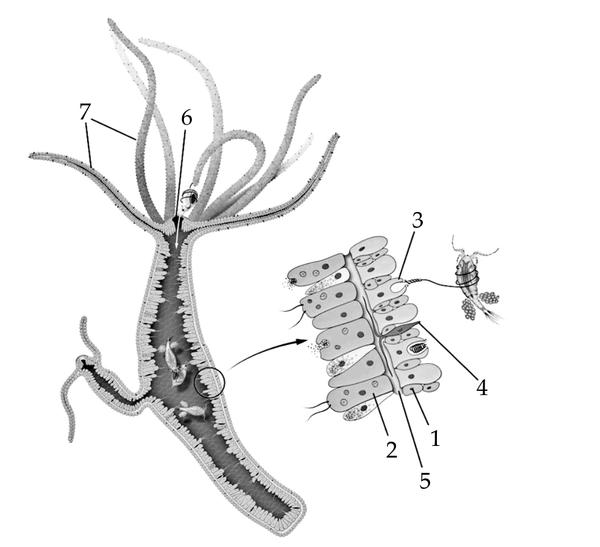 Задача к ЕГЭ по биологии на тему «Зоология» №402
