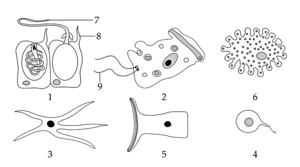 Задача к ЕГЭ по биологии на тему «Зоология» №403