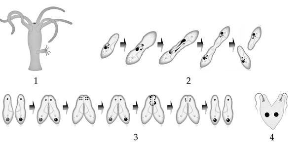Задача к ЕГЭ по биологии на тему «Зоология» №406