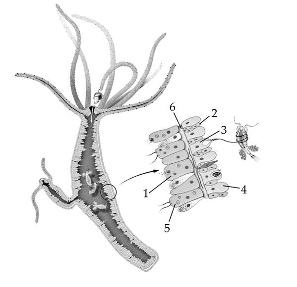 Задача к ЕГЭ по биологии на тему «Зоология» №407