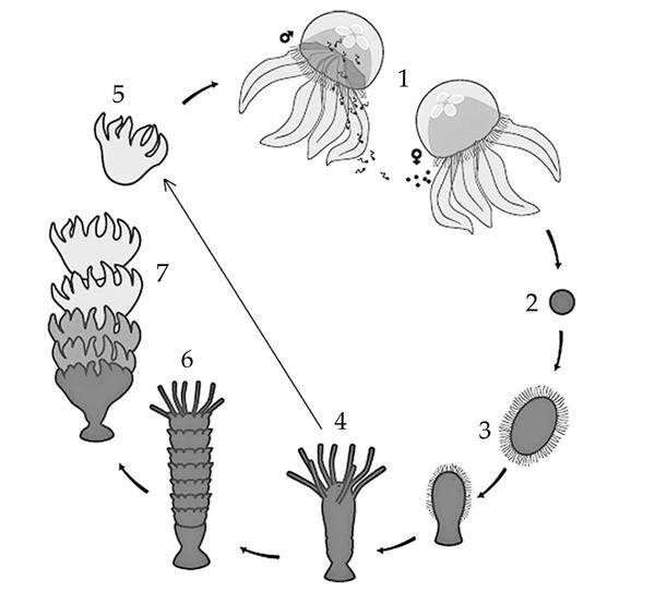 Задача к ЕГЭ по биологии на тему «Жизненные циклы» №39