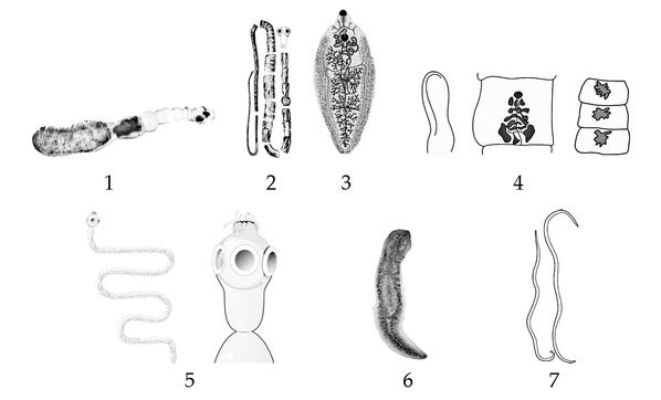 Задача к ЕГЭ по биологии на тему «Зоология» №409