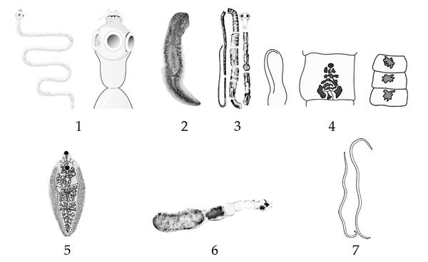 Задача к ЕГЭ по биологии на тему «Зоология» №412