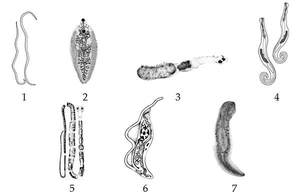 Задача к ЕГЭ по биологии на тему «Зоология» №413