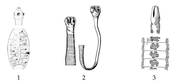 Задача к ЕГЭ по биологии на тему «Зоология» №414