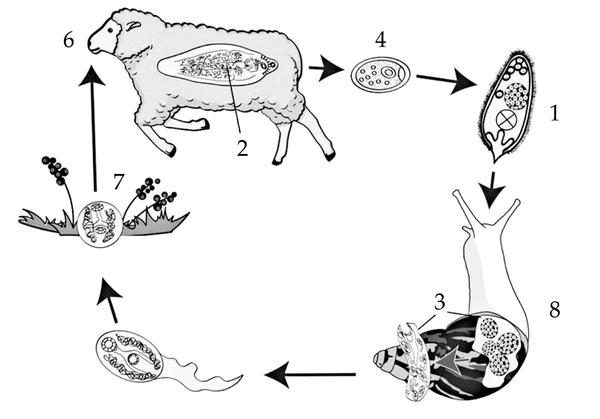 Задача к ЕГЭ по биологии на тему «Жизненные циклы» №42