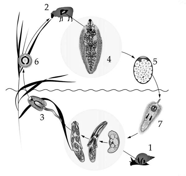 Задача к ЕГЭ по биологии на тему «Жизненные циклы» №43