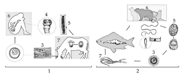Задача к ЕГЭ по биологии на тему «Жизненные циклы» №46