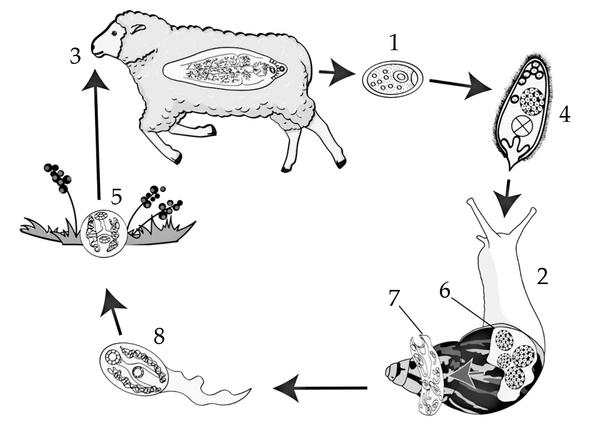 Задача к ЕГЭ по биологии на тему «Жизненные циклы» №47