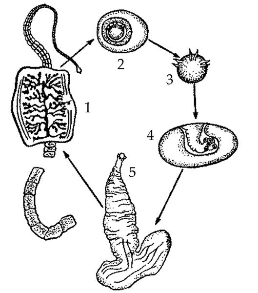 Задача к ЕГЭ по биологии на тему «Жизненные циклы» №49