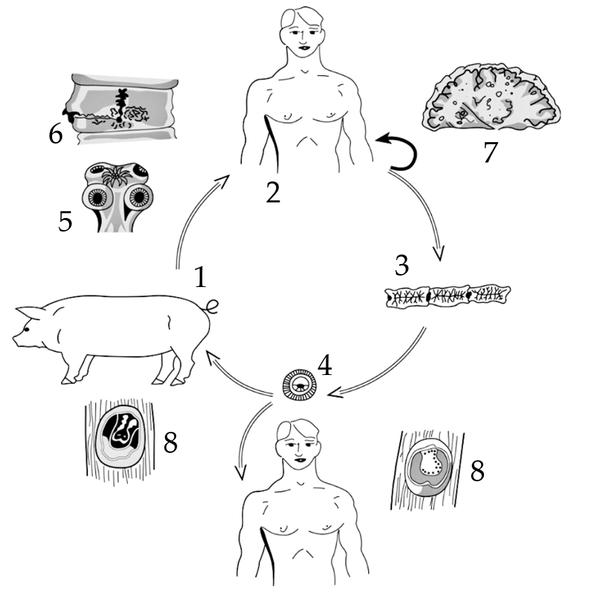 Задача к ЕГЭ по биологии на тему «Жизненные циклы» №52