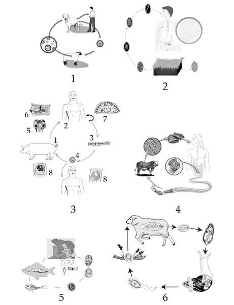 Задача к ЕГЭ по биологии на тему «Жизненные циклы» №53