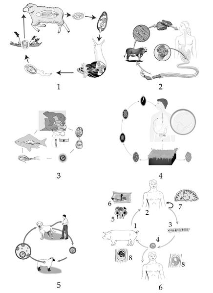 Задача к ЕГЭ по биологии на тему «Жизненные циклы» №56