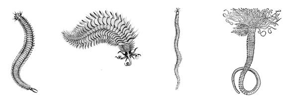 Задача к ЕГЭ по биологии на тему «Черви» №22