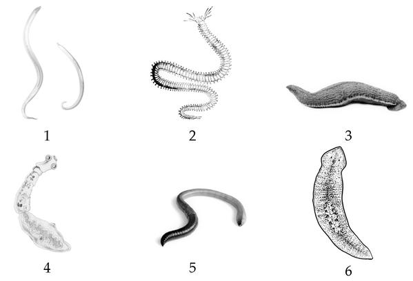 Задача к ЕГЭ по биологии на тему «Зоология» №416