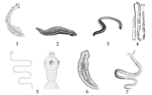 Задача к ЕГЭ по биологии на тему «Зоология» №419