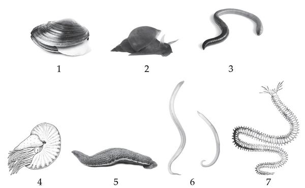 Задача к ЕГЭ по биологии на тему «Зоология» №420