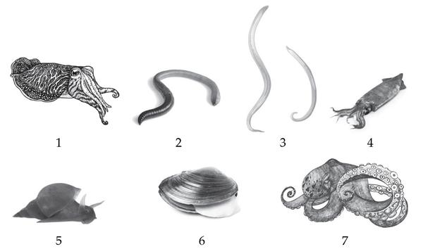 Задача к ЕГЭ по биологии на тему «Зоология» №422