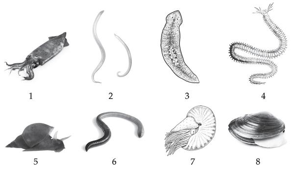 Задача к ЕГЭ по биологии на тему «Зоология» №425