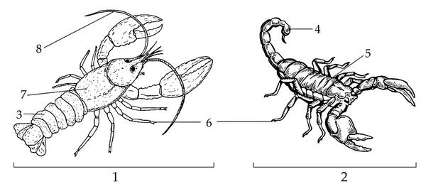 Задача к ЕГЭ по биологии на тему «Зоология» №426