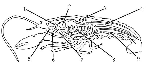 Задача к ЕГЭ по биологии на тему «Зоология» №428