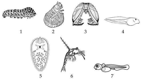 Задача к ЕГЭ по биологии на тему «Зоология» №430