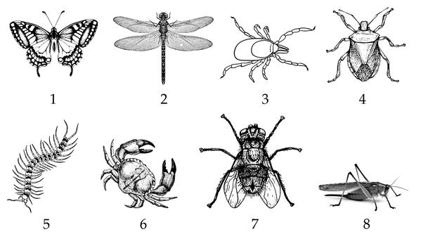 Задача к ЕГЭ по биологии на тему «Зоология» №433