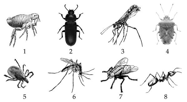Задача к ЕГЭ по биологии на тему «Зоология» №434
