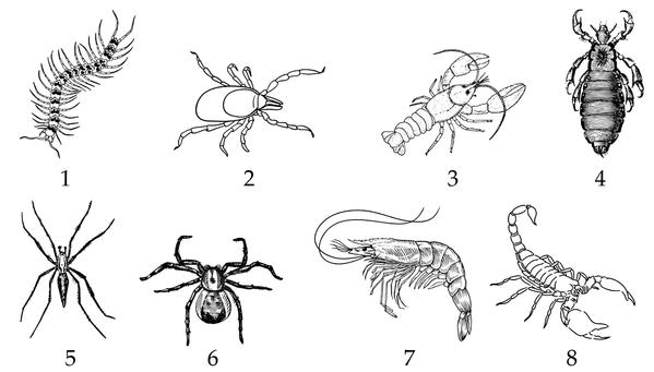 Задача к ЕГЭ по биологии на тему «Зоология» №437