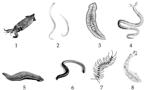 Задача к ЕГЭ по биологии на тему «Зоология» №439