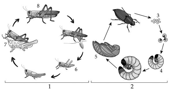 Задача к ЕГЭ по биологии на тему «Беспозвоночные» №20