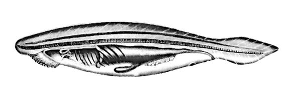 Задача к ЕГЭ по биологии на тему «Животные» №188