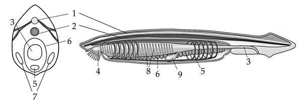 Задача к ЕГЭ по биологии на тему «Беспозвоночные» №21