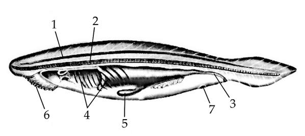 Задача к ЕГЭ по биологии на тему «Беспозвоночные» №24