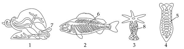 Задача к ЕГЭ по биологии на тему «Позвоночные» №6
