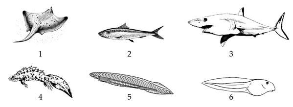 Задача к ЕГЭ по биологии на тему «Позвоночные» №7