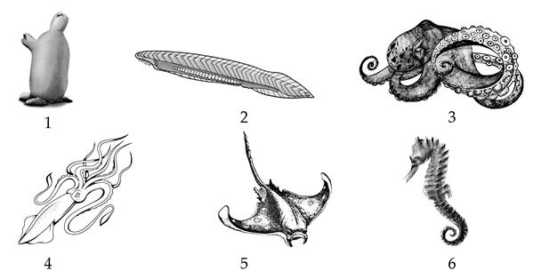 Задача к ЕГЭ по биологии на тему «Позвоночные» №10
