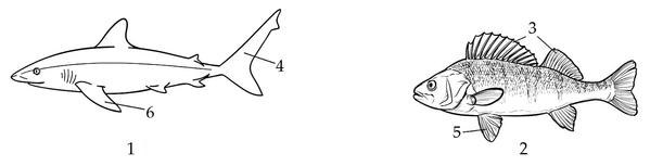 Задача к ЕГЭ по биологии на тему «Позвоночные» №11