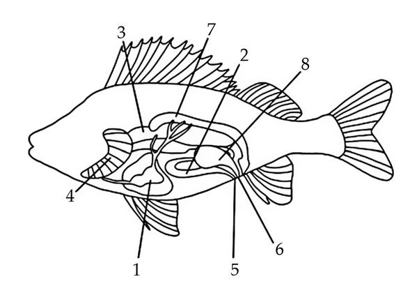 Задача к ЕГЭ по биологии на тему «Позвоночные» №13