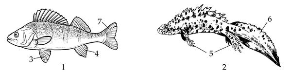 Задача к ЕГЭ по биологии на тему «Позвоночные» №15